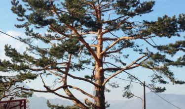 potatura alberi - pinus